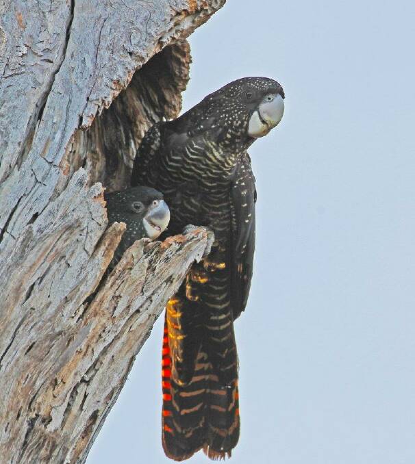 ENDANGERED: A female Red-Tailed Black Cockatoo and a chick. Picture: CONTRIBUTED