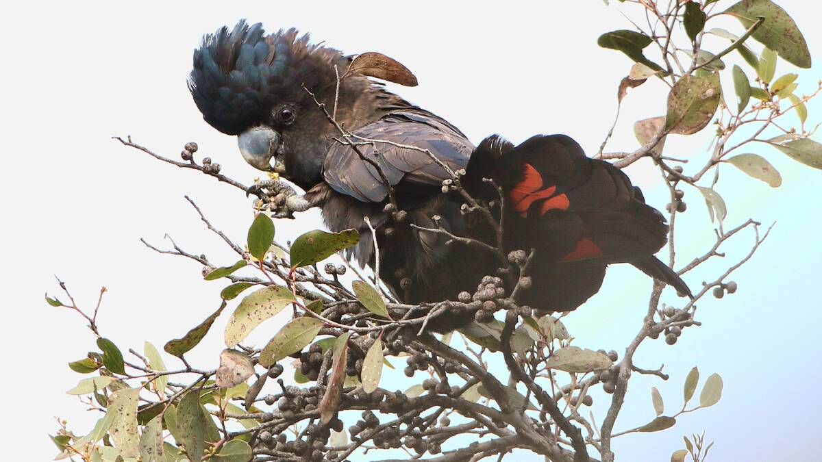 RED TAIL: There are only 1500 red-tailed black cockatoos left in Australia. Picture: GEOFFREY DABB