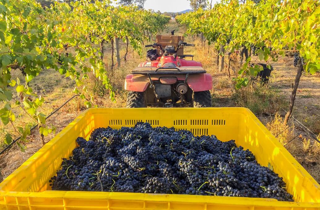 VINEYARD: Mount Staplyton grapes collected during harvest. Picture: CONTRIBUTED