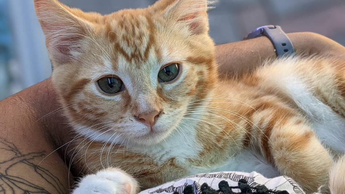 CAFE: Ginger kitten Cashew is one of Horsham PAWS cats available for adoption. Picture: CONTRIBUTED