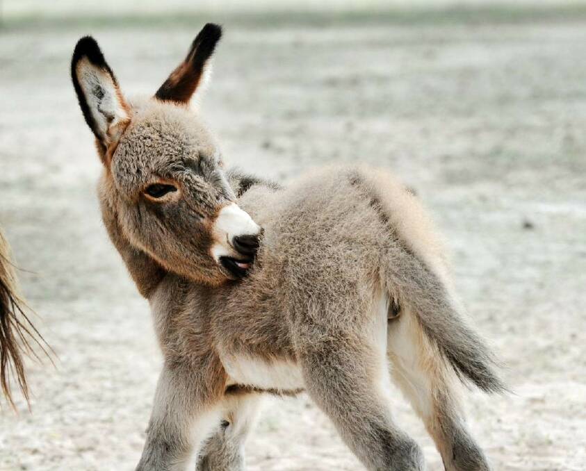 ATTACK: A miniature donkey was killed following an incident in Dimboola. Picture: CONTRIBUTED