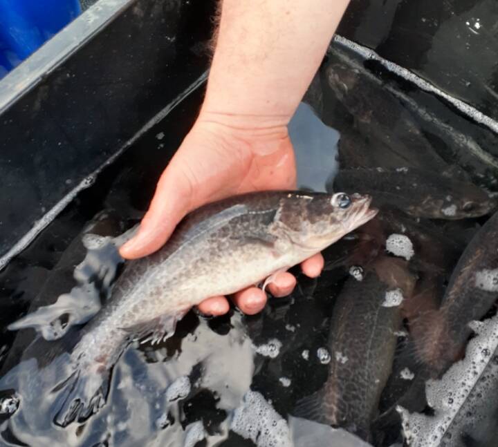 FISHY: The Victorian Fisheries Authority has recently undertaken a fish stocking program in Rocklands Reservoir, targeting recreational anglers. Picture: CONTRIBUTED