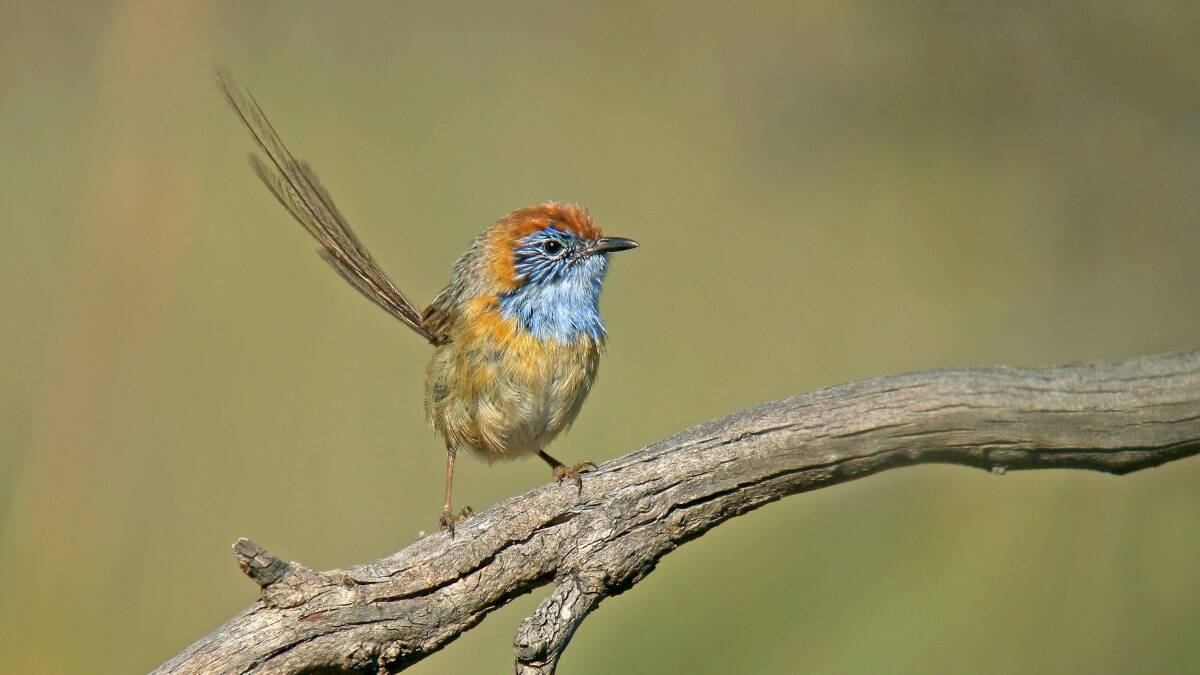 CONSERVATION: Zoos Victoria has added the Mallee emu-wren to its Fighting Extinction species list due to declining numbers. Picture: CONTRIBUTED