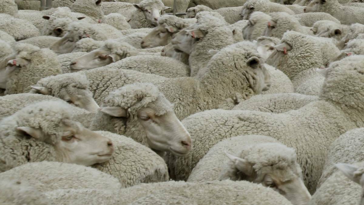 PNEUMONIA: Agiruculture Victoria is urging producers to be aware of respiratory problems in sheep. Picture: FILE