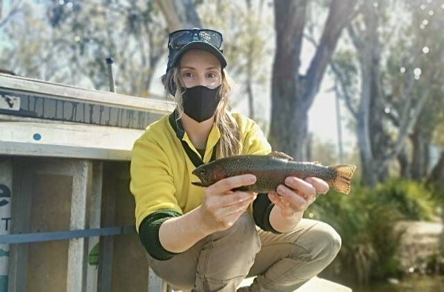 ANGLING: The rainbow trout were grown by the Victorian Fisheries Authority team at their Snobs Creek Hatchery, near Eildon. Picture: CONTRIBUTED