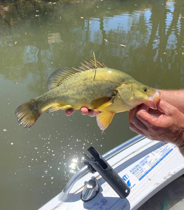 WINNER: Keep an eye out for a golden tag, which can be found on golden perch and Murray cod in the Wimmera River. Picture: CONTRIBUTED