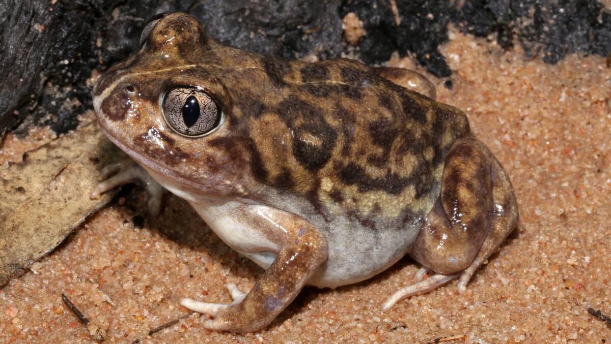 CITIZEN SCIENCE: A native painted burrowing frog, also known as Neobatrachus sudellae. Picture: Dr Geoff Heard