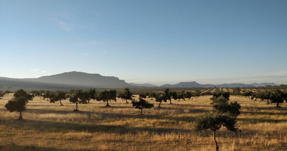 ROLLING HILLS: Grampians Olive Co's plantation set against the backdrop of the Grampians ranges. Picture: CONTRIBUTED