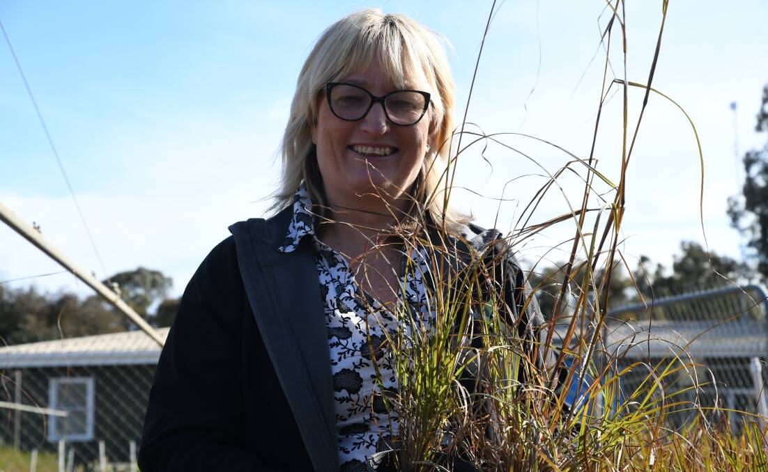 FAUNA: Wimmera Biodiversity Seminar committee member La Vergne Lehmann stands alongside Kangaroo Grass at Wail Nursery, a plant which will be a topic of 2021's seminar discussions. Picture: MATT HUGHES