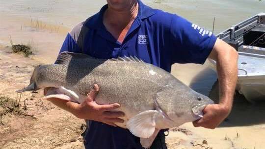 STOCKING: Of the fish stocked in 2021, more than 8.1 million were native species such as Murray cod, golden perch and Australian bass. Picture: FILE