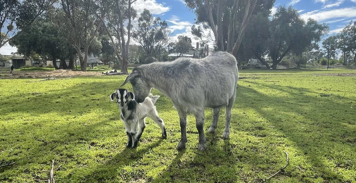 SPRING: The new-born kid frolicking in the paddock with her mother Pearl. Picture: CONTRIBUTED