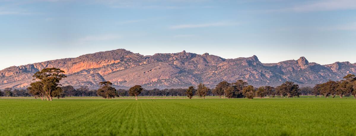 PANORAMIC: The view of the Grampians from Mount Staplyton Vineyard. Picture: CONTRIBUTED