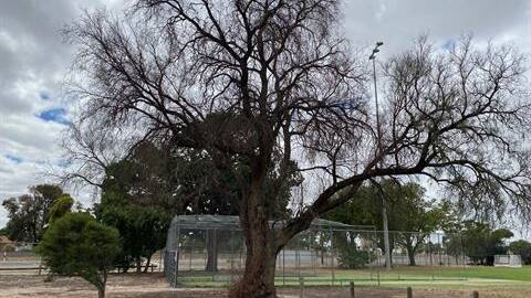 DELIBERATE: The dying peppercorn tree at Horsham College. Picture: CONTRIBUTED