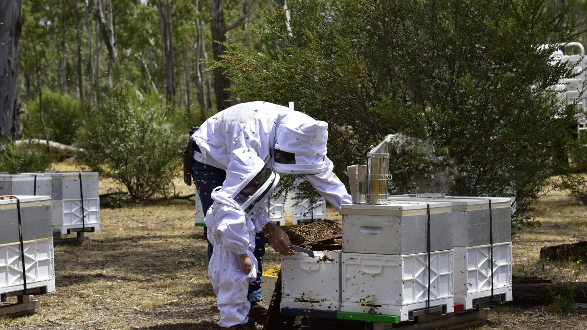 LOOKING HIVE-LY: Warren and Toby Stanley at work on one of the family's beehives. Picture: TIM WINKLER/CONTRIBUTED