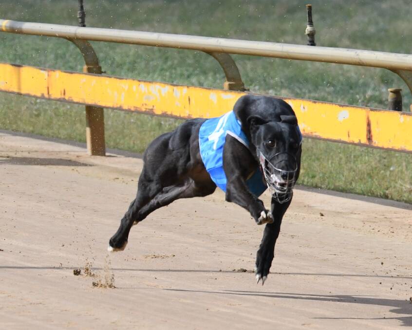 FAST: Sinful Angel continued its run of form going 22:93sec in the 410m Free For All. Picture: CONTRIBUTED: 