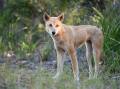 National Farmers' Federation president David Jochinke believes State Government policy on dingo control and other pests is both "nonsensical" and "unproductive". Picture supplied