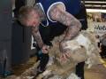 Josh Bone, Nhill, in action in the Open Shearing final, at Bendigo. Picture by Andrew Miller
