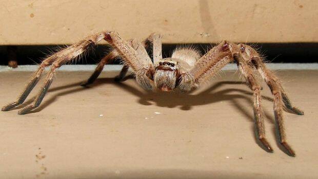 Giant Huntsman Spider Terrifies Removalists After Hitching A Ride To 6020