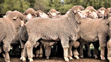 Meat & Livestock Australia's BredWell FedWell workshop is coming to Edenhope on Tuesday, August 13. File picture