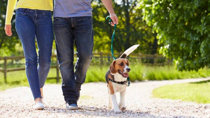 Pet owners told to keep dogs on leads in Stawell when out walking | The