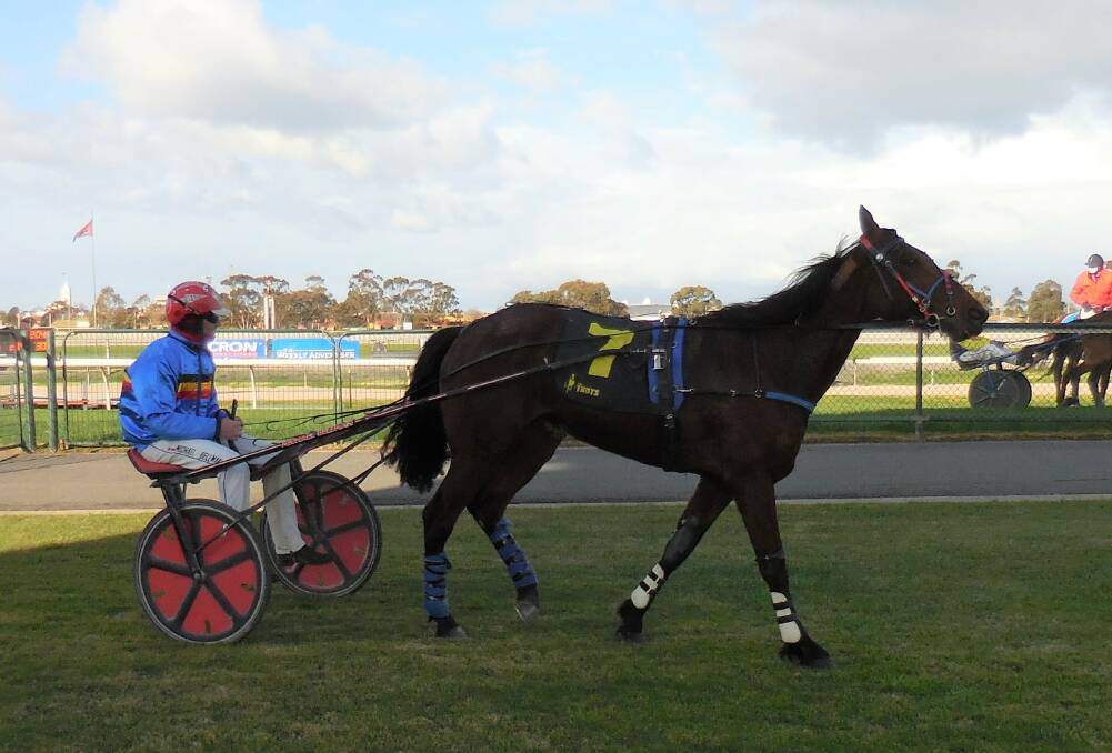Harness Action Returns To Horsham With Eight Races From The Sulky The Wimmera Mail Times