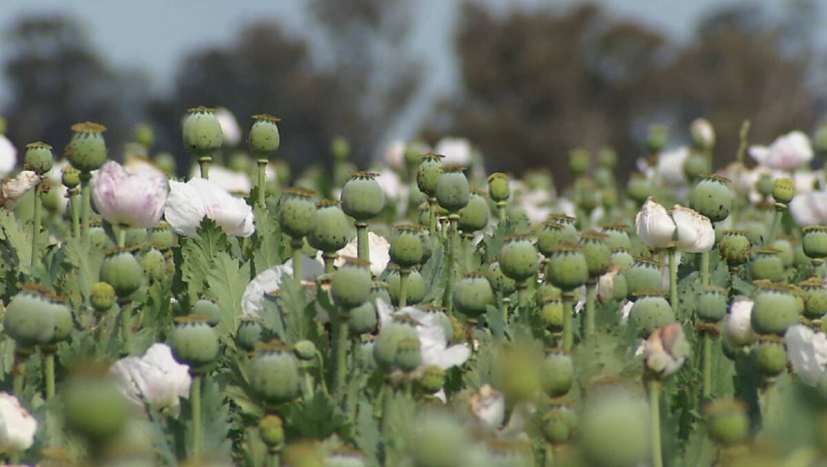 Nsw S First Opium Poppy Crop Harvest Under Way In Riverina