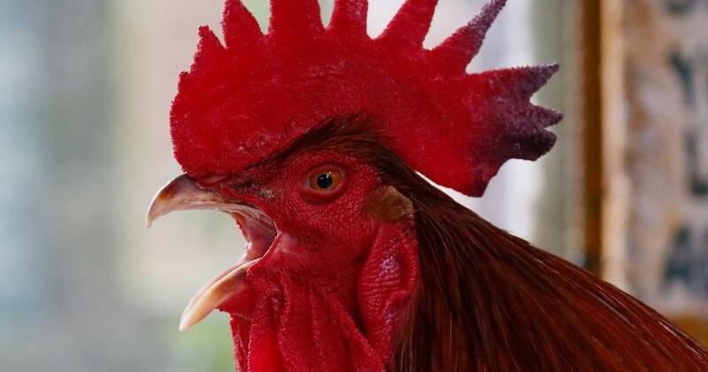 A Rooster Named Maurice Can Keep on Crowing, French Court Rules