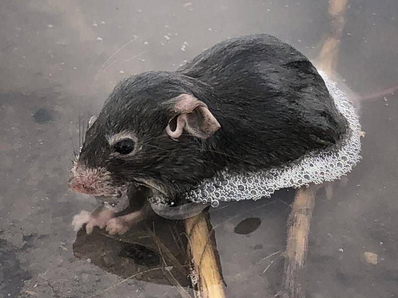 Guide to managing rats on your farm - Farmers Weekly